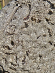 Crematogaster parapilosa