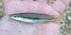 Fundulus olivaceus