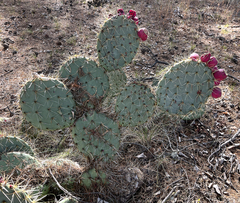 Opuntia lagunae