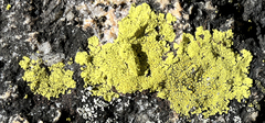 Acarosporaceae