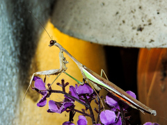 Stagmomantis montana