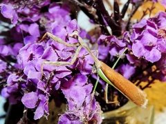 Stagmomantis montana