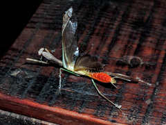 Stagmomantis montana