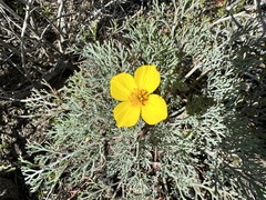 Eschscholzia ramosa