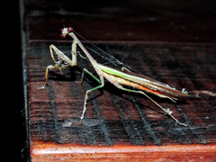 Stagmomantis montana