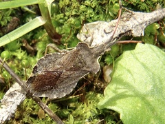 Enoplops scapha