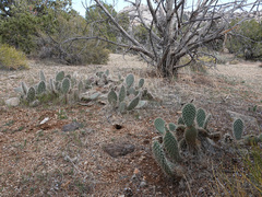 Opuntia diploursina
