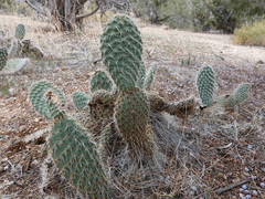 Opuntia diploursina