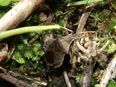 Enoplops scapha