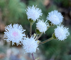 Ageratina viscosissima