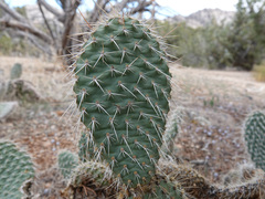 Opuntia diploursina