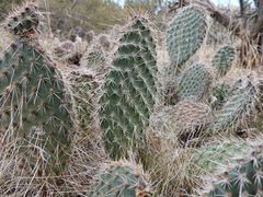 Opuntia diploursina