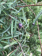 Billardiera macrantha