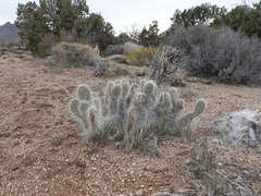 Opuntia diploursina
