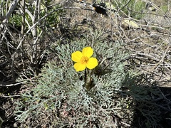Eschscholzia ramosa