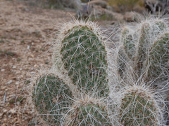 Opuntia diploursina
