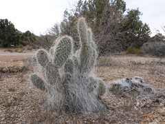 Opuntia diploursina