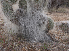 Opuntia diploursina