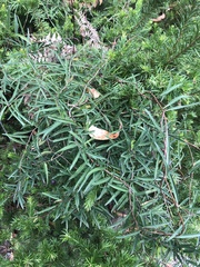 Billardiera macrantha