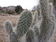 Opuntia diploursina