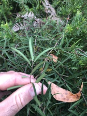 Billardiera macrantha