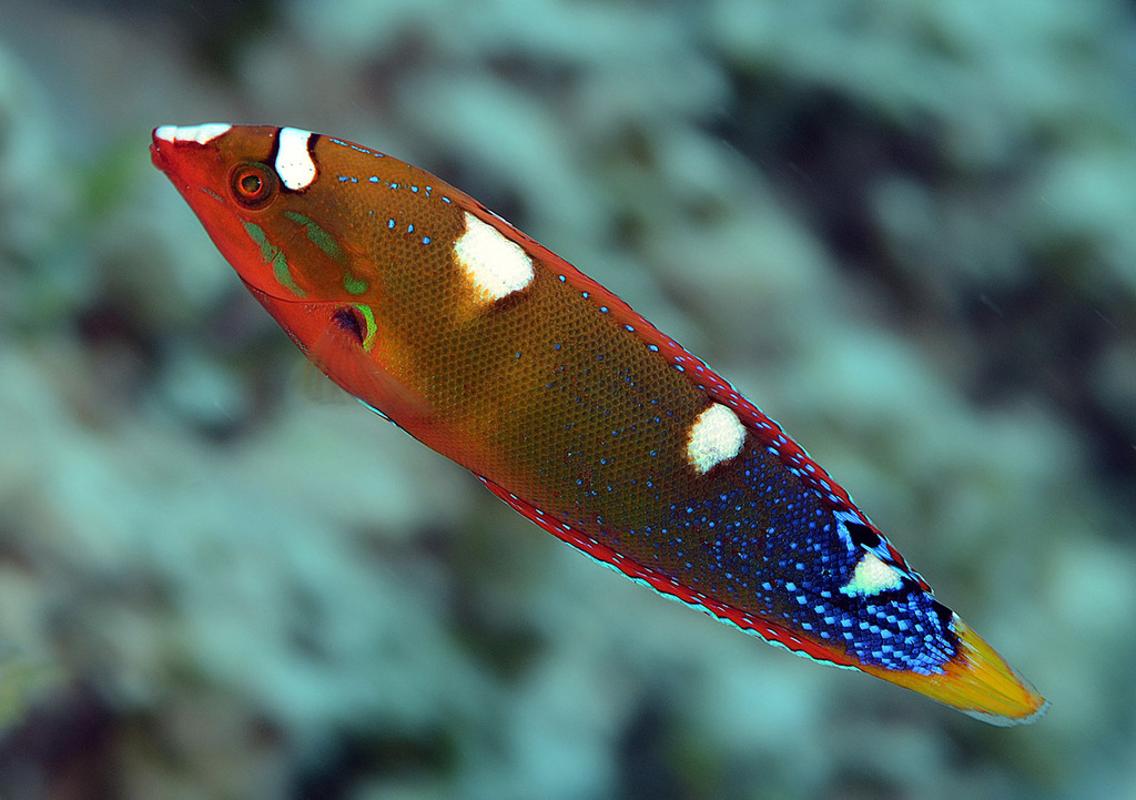 African Clown Wrasse