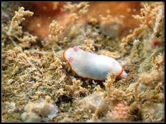 Goniobranchus verrieri