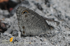 Ypthima asterope