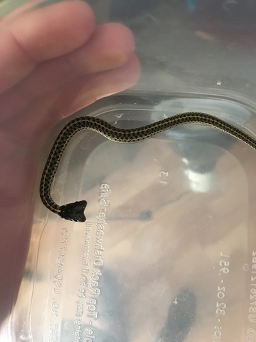 Checkered Garter Snake, Park St, Hooker, OK, US, photo 7 of 10