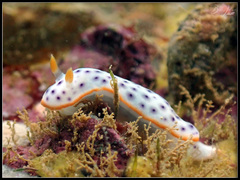 Chromodoris aspersa