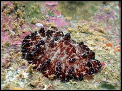 Discodoris boholiensis