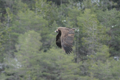 Cinereous Vulture (Aegypius monachus), photo 9