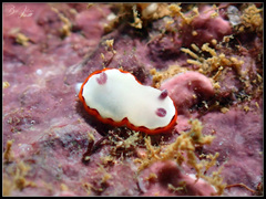 Goniobranchus rubrocornutus