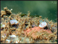 Goniobranchus rubrocornutus