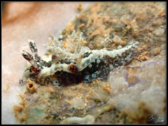 Goniodoris joubini