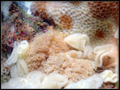 Phestilla lugubris