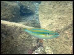 Stethojulis strigiventer