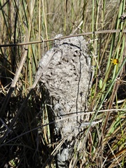 Crematogaster parapilosa