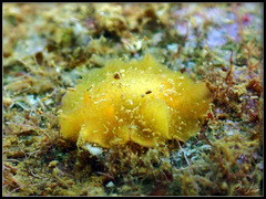 Doriopsis granulosa