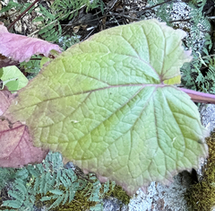 Ageratina viscosissima