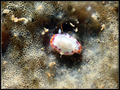 Goniobranchus setoensis