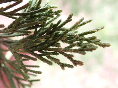 Juniperus virginiana