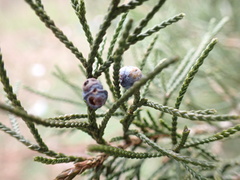 Juniperus virginiana