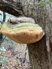 Pyrofomes juniperinus