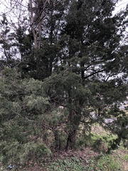Juniperus virginiana