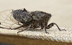 Amphipsalta cingulata