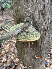 Pyrofomes juniperinus