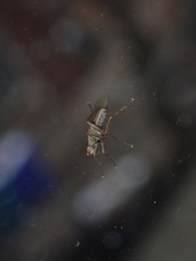 Diptera