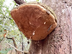 Pyrofomes juniperinus