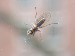 Diptera